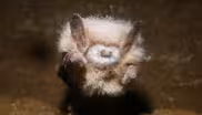 Saving Bats
