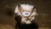 Saving Bats