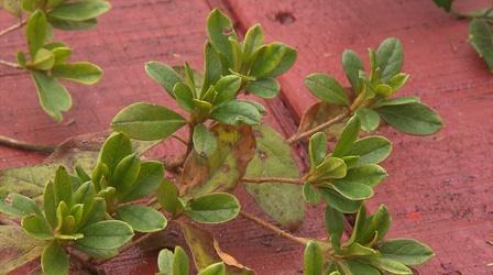 Video thumbnail: Volunteer Gardener Volunteer Gardener 2910