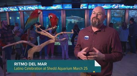 Video thumbnail: Chicago Tonight: Latino Voices Ritmo del Mar Brings Latin Music, Culture to Shedd Aquarium