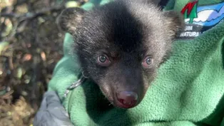 Inside the den: DNR researchers track Wisconsin's black bears