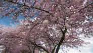 Cherry Blossoms at Portland's Waterfront Have a Story