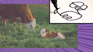 Down on the Farm: Cow
