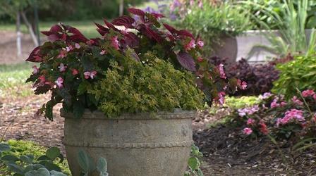 Video thumbnail: Backyard Farmer Backyard Farmer: Exposed Tree Roots & Fall Container Ideas