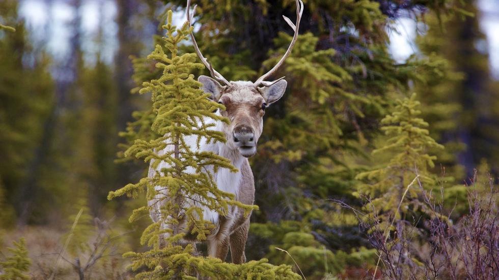 Caribou Face a Gauntlet of Bears image