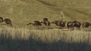 Banding Turkeys; Elk Hunt; Crappie Fishing