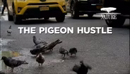 TRAILER | NAAT 4403 | Nature | The Pigeon Hustle
