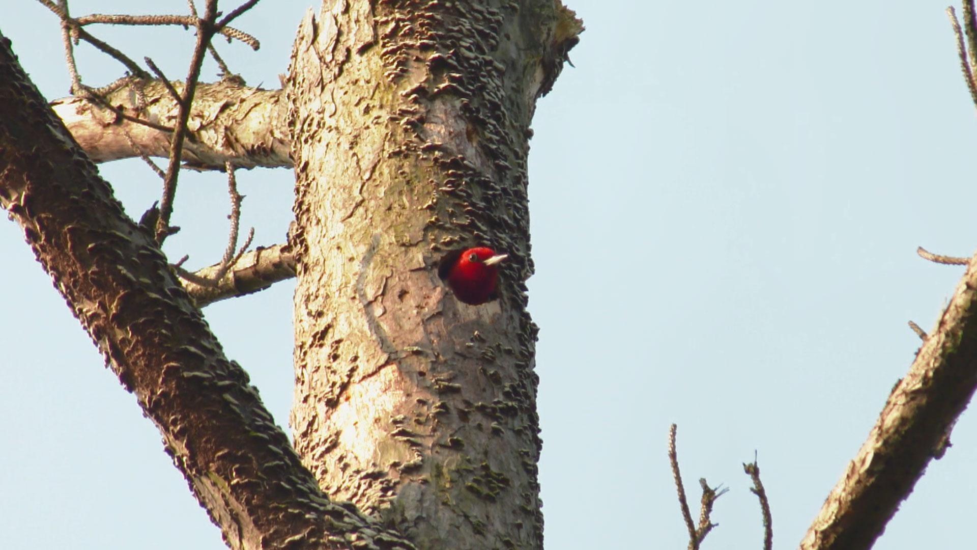 Meet Marylanders working to track and preserve the state's rich diversity of wildlife.