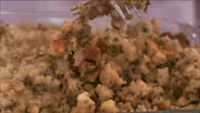 Turn to Science for Great Thanksgiving Stuffing