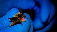 White-Nose Syndrome in Bats