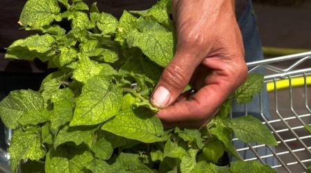 Video thumbnail: Great Gardening Spider Mites and Aphids: Now What?