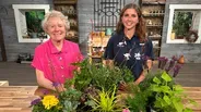 Plants for Containers from Forest Lake Greenhouses