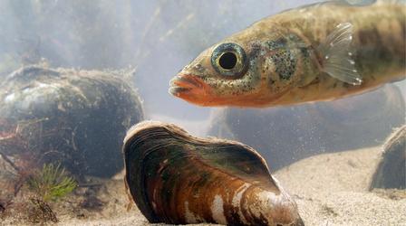 Video thumbnail: Deep Look California Floater Mussels Take Fish For an Epic Joyride