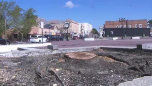 Anger over Lakewood cutting trees to deter homeless people