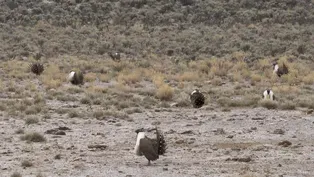 Prison Sagebrush Project