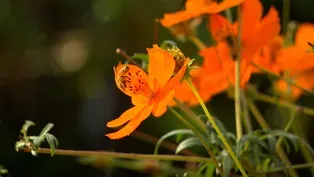 Volunteer Gardener 3318