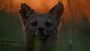 Small-toothed Dog Dad Teaches Pups to Hunt