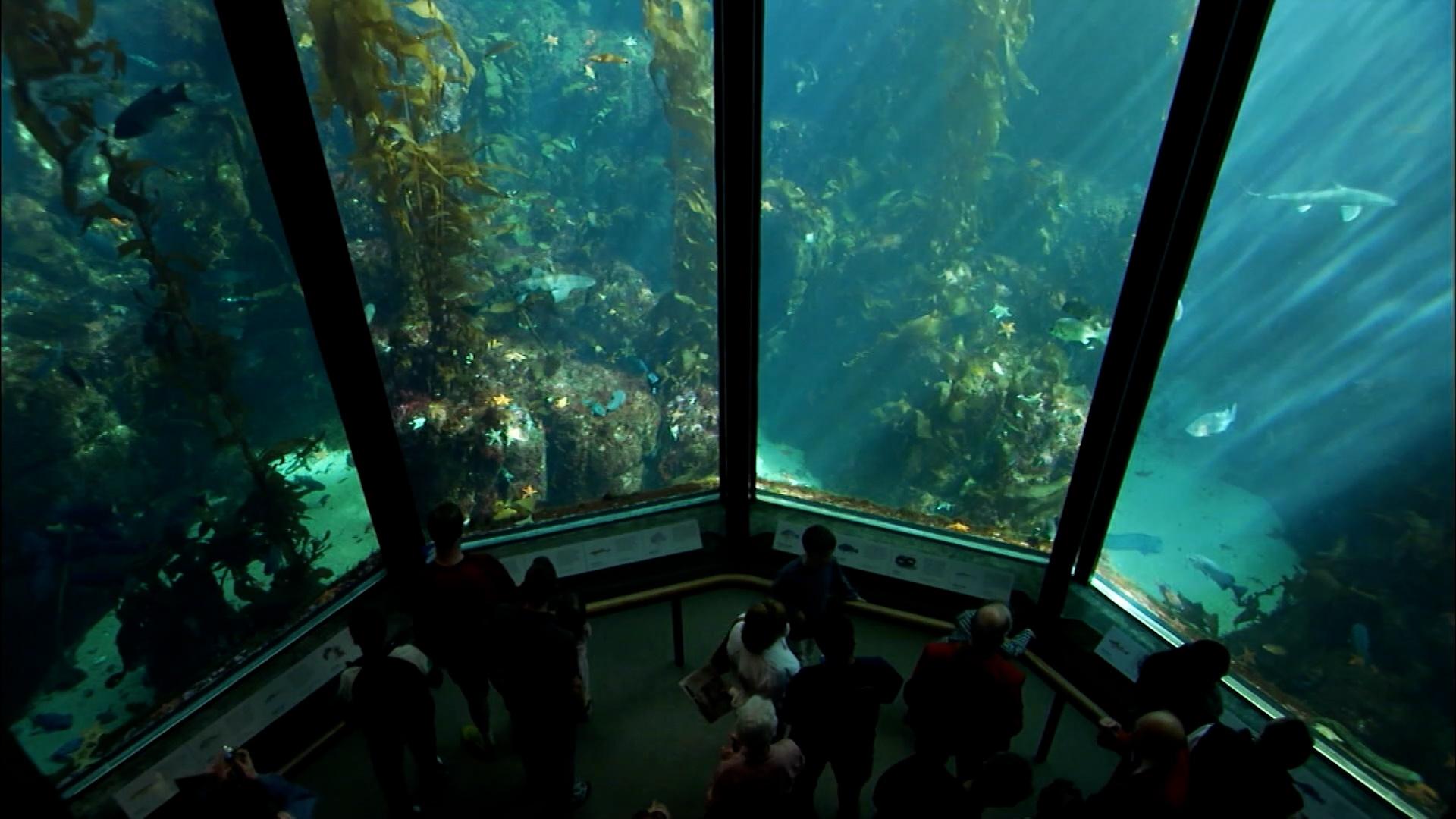 OCEANS IN GLASS BTS of the Monterey Bay Aquarium Nature THIRTEEN