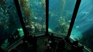 OCEANS IN GLASS: BTS of the Monterey Bay Aquarium