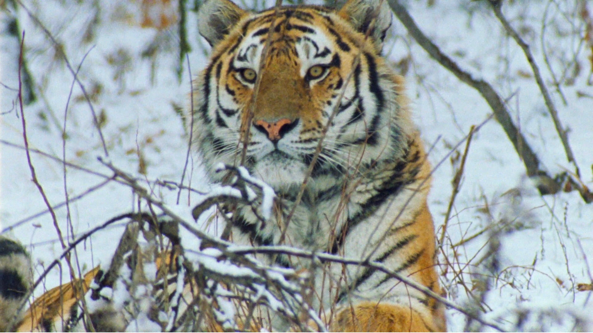 Cutest baby tiger plays & explores his world [VIDEO]