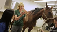 Equine Diagnostician: Curious About Careers