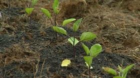 Video thumbnail: Virginia Home Grown Virginia Home Grown: Prepping Garden Soil with Animals