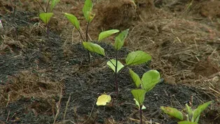Virginia Home Grown: Prepping Garden Soil with Animals