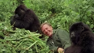 Meeting Gorillas