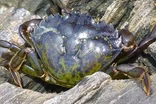 European Green Crab Invasion