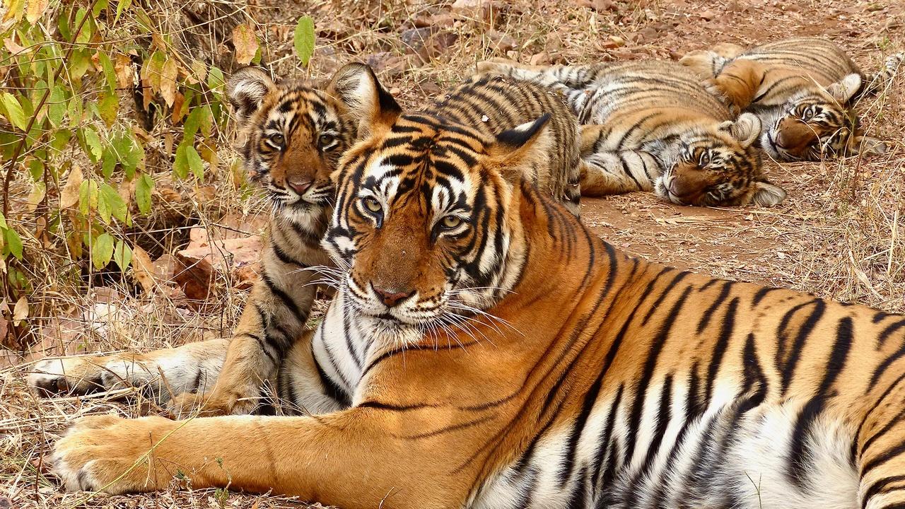 Nature | Preview of Legendary Tigers of India