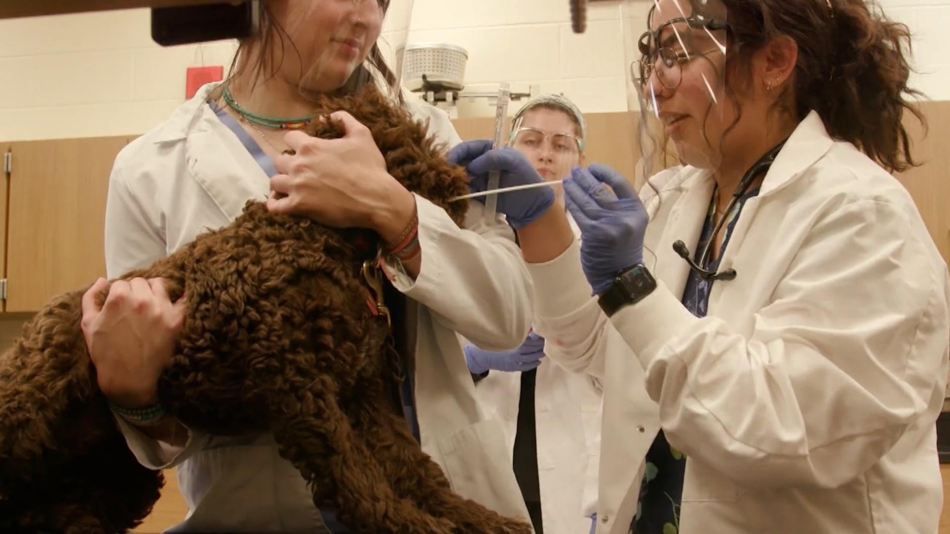 MSU Making Pitch for Veterinarian College