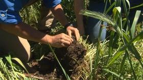 Video thumbnail: Volunteer Gardener Volunteer Gardener 2548