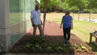 Planting Impatiens, Sweet Potato Vine, and Ageratum & Garden Societies and Clubs