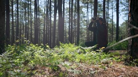 Video thumbnail: Ten to Try Birding at Weymouth Woods Sandhills Nature Preserve