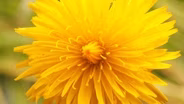 This is NOT a Dandelion.