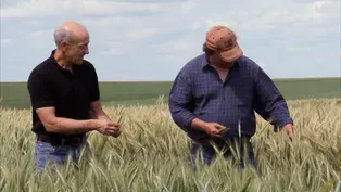 Dryland Wheat Farmers