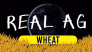 Wheat