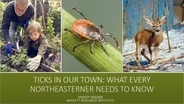 Ticks In Our Town