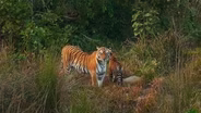 A Mother Tiger's Desperate Search for Her Cub