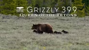 Nature #4211 "Grizzly 399: Queen of the Tetons" | Trailer