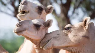 Drought Creates Market for Camel Milk in Eastern Africa