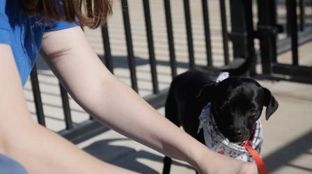 Video thumbnail: Immense Possibilities Dogs for Better Lives