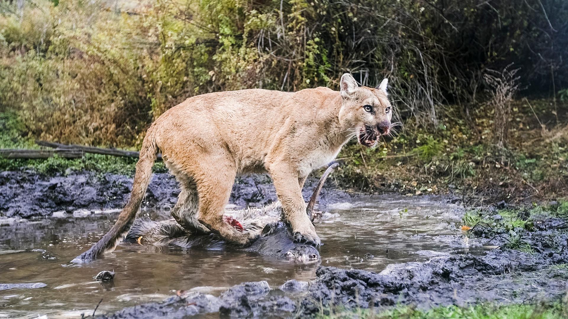 Follow a female mountain lion in the Montana mountains over the course of a decade.