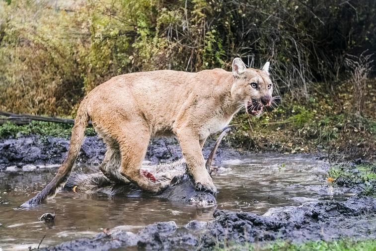 WILLOW: Diary of a Mountain Lion Poster
