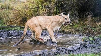 WILLOW: Diary of a Mountain Lion