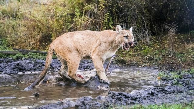 Nature | WILLOW: Diary of a Mountain Lion