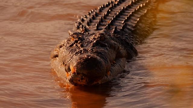 Saltwater Crocodile vs Wallaby