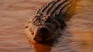 Saltwater Crocodile vs Wallaby