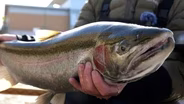 Steelhead fishing, Coho fishing, Walleye fishing