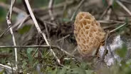 Morel Mushroom Hunting & Plant Container Size